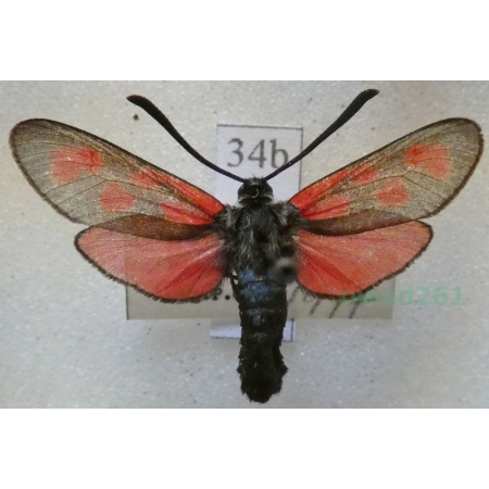 Zygaena loti achilleae Esper, 1780 Kraśnik rogalik Czech34b